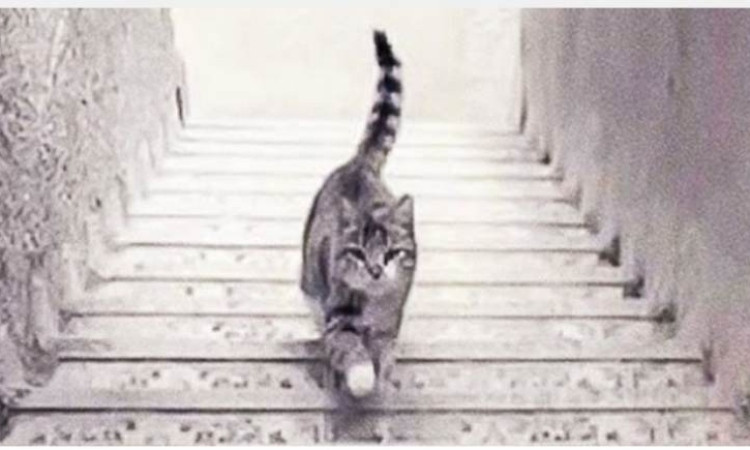 test_5psJT.jpg