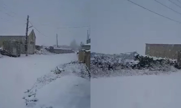 hayastanum-dzyun-e-galis_Kbpoh.jpg