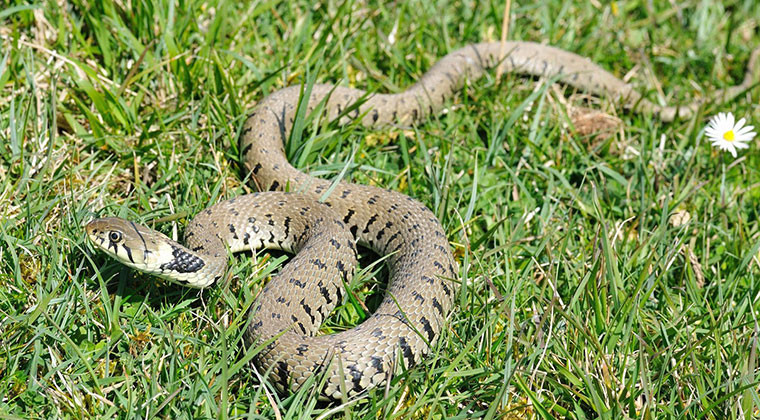 snake_qg8Yl.jpg