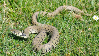 snake_qg8Yl.jpg