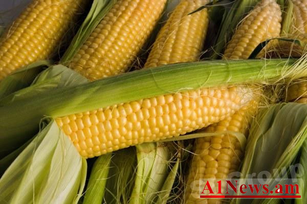 96a42da3da5762400970kukuruza-belaya-sladkaya-sweet-corn-and-white-corn-2_nCtYd.jpg