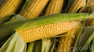 96a42da3da5762400970kukuruza-belaya-sladkaya-sweet-corn-and-white-corn-2_nCtYd.jpg
